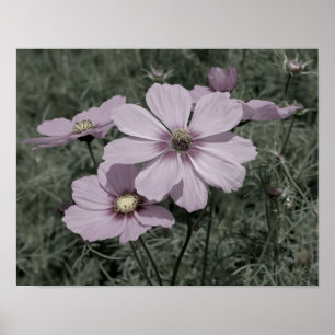 Roze Kosmos Bloemen  Partiële Kleur Poster