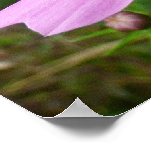 Roze kosmos bloemen poster (Hoek)