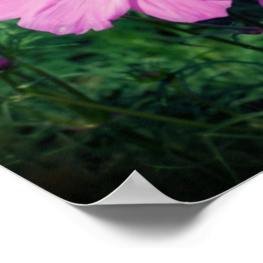 Roze Kosmos Bloemen Spiegel Abstract Poster (Hoek)