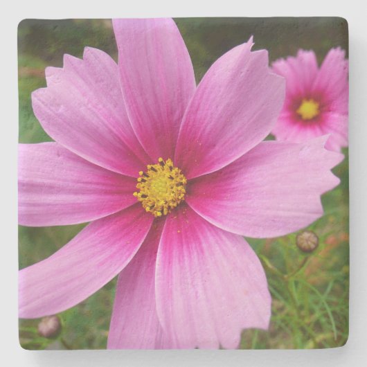 Roze kosmos bloemen stenen onderzetter (Voorkant)