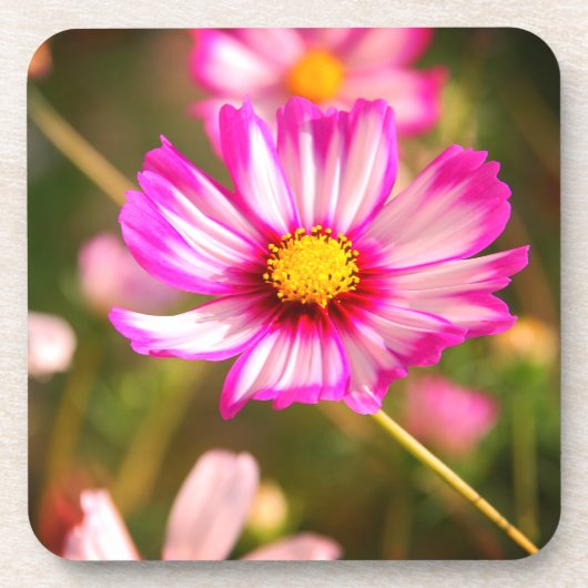 Roze kosmos, Cottage garden Rosalinde Bier Onderzetter (Voorkant)