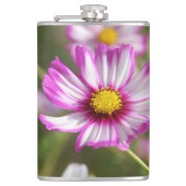 Roze kosmos, Cottage garden Rosalinde Heupfles (Voorkant)