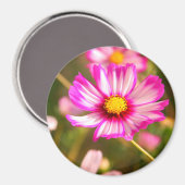 Roze kosmos, Cottage garden Rosalinde Magneet (Voorkant / Achterkant)