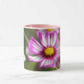 Roze kosmos, Cottage garden Rosalinde Mok (Midden)