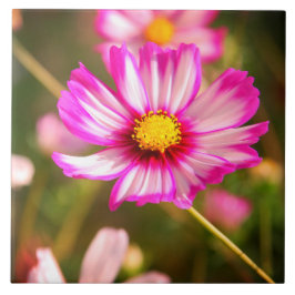 Roze kosmos, Cottage garden Rosalinde Tegeltje