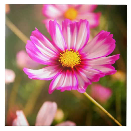 Roze kosmos, Cottage garden Rosalinde Tegeltje (Voorkant)