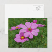 Roze kosmos drijft op zonneschijn briefkaart (Voorkant / Achterkant)