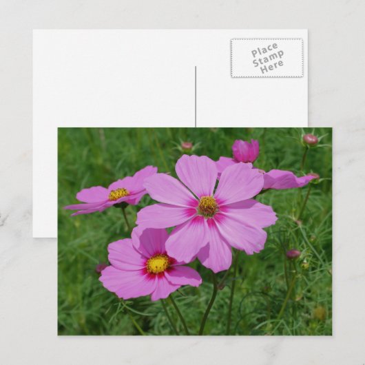 Roze kosmos drijft op zonneschijn briefkaart (Voorkant / Achterkant)