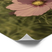 Roze kosmos Flowers Aged Partiële kleur Poster (Hoek)