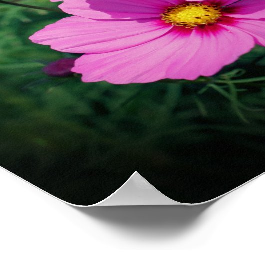 Roze kosmos Flowers Poster (Hoek)
