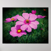 Roze kosmos Flowers Poster (Voorkant)
