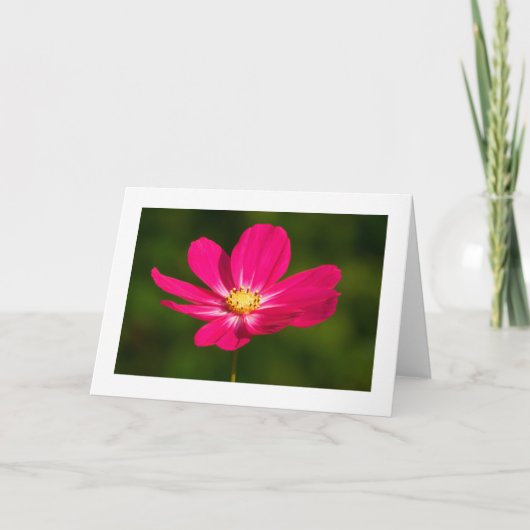 Roze kosmos (grens) kaart (Voorkant)