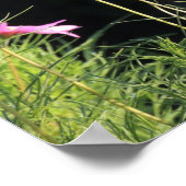 Roze kosmos in de ochtendzon poster (Hoek)