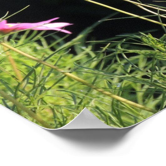 Roze kosmos in de ochtendzon poster (Hoek)