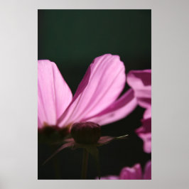 Roze kosmos op de zon 1 Floral fotografie Poster