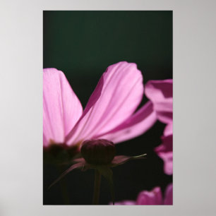 Roze kosmos op de zon 1 Floral fotografie Poster