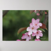Roze krab Apple Blossom Canvas of Poster (Voorkant)
