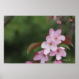 Roze krab Apple Blossom Canvas of Poster