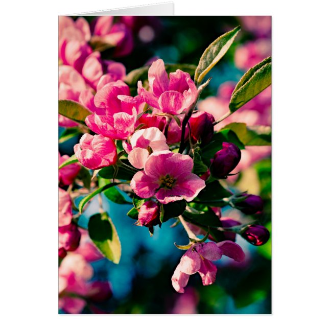 Roze krab Apple Flowers (Voorkant)
