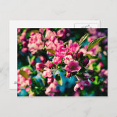 Roze krab Apple Flowers Briefkaart (Voorkant / Achterkant)