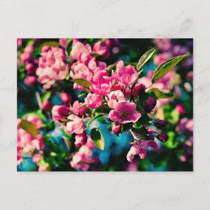 Roze krab Apple Flowers Briefkaart