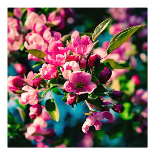 Roze krab Apple Flowers Foto Afdruk