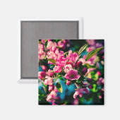 Roze krab Apple Flowers Magneet (Voorkant / Achterkant)