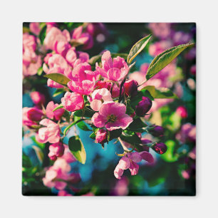 Roze krab Apple Flowers Magneet