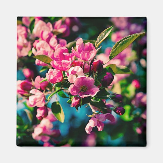 Roze krab Apple Flowers Magneet (Voorkant)