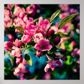 Roze krab Apple Flowers Poster (Voorkant)