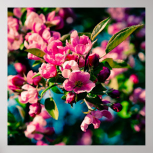 Roze krab Apple Flowers Poster