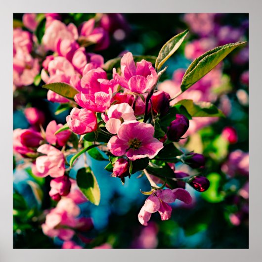 Roze krab Apple Flowers Poster (Voorkant)