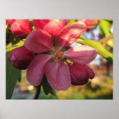 Roze krab Apple Tree Flower Poster (Voorkant)
