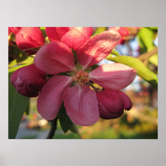 Roze krab Apple Tree Flower Poster (Voorkant)