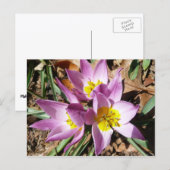 Roze krokodilentekoraal briefkaart (Voorkant / Achterkant)