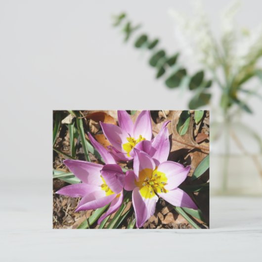 Roze krokodilentekoraal briefkaart (Staand voorkant)