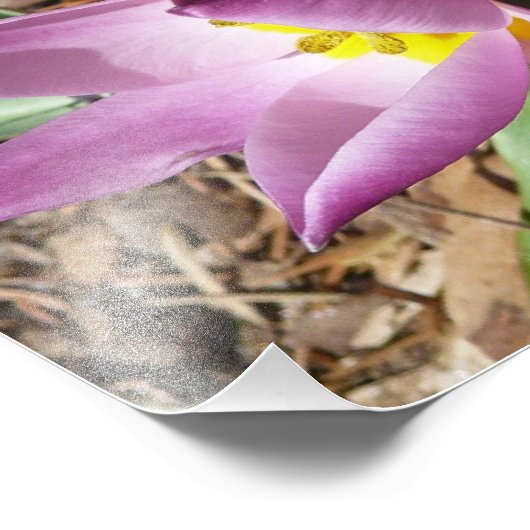 Roze krokodilentekoraal foto afdruk (Hoek)