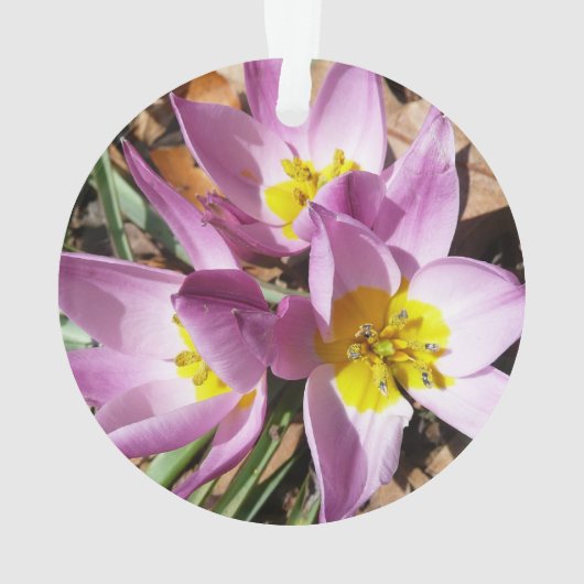 Roze krokodilentekoraal ornament (achterkant)