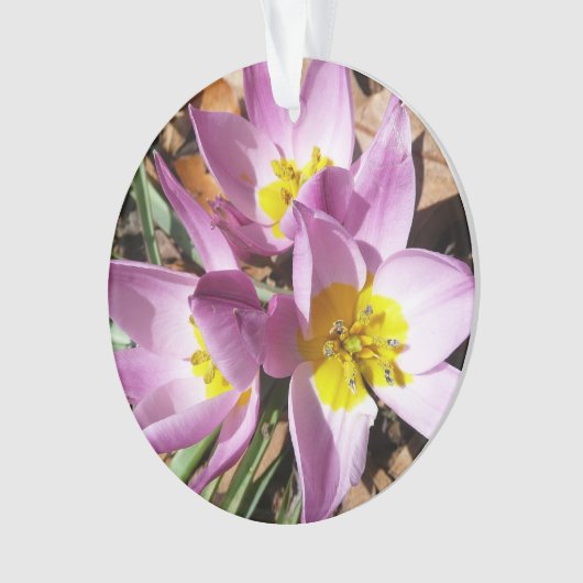 Roze krokodilentekoraal ornament (voorkant)