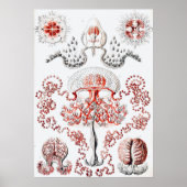 Roze kwal - Ernst Haeckel Poster (Voorkant)