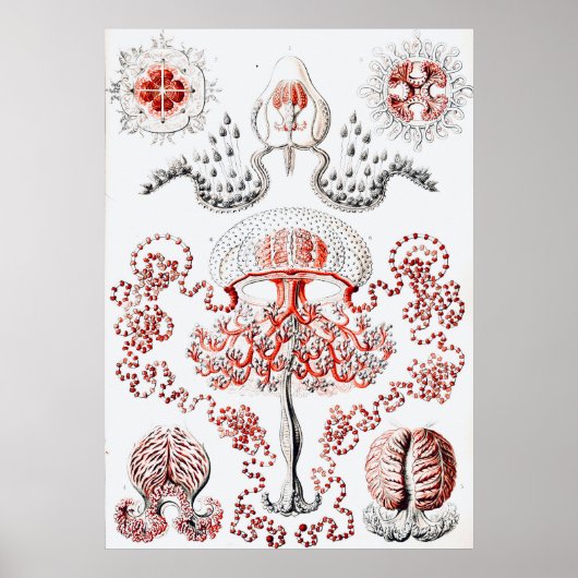 Roze kwal - Ernst Haeckel Poster (Voorkant)