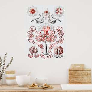 Roze kwal - Ernst Haeckel Poster