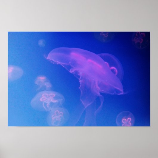 Roze kwallen in blauw water poster (Voorkant)