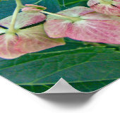 Roze Lace-Cap Hortensia Bloesems - Poster (Hoek)