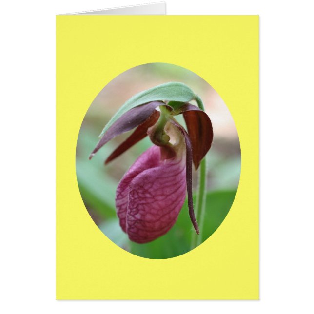 Roze Lady Slipper Orchid Flower-fotografische kaar (Voorkant)