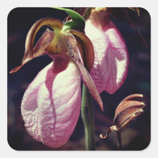Roze Lady Slipper Orchid Flowers Vierkante Sticker (Voorkant)