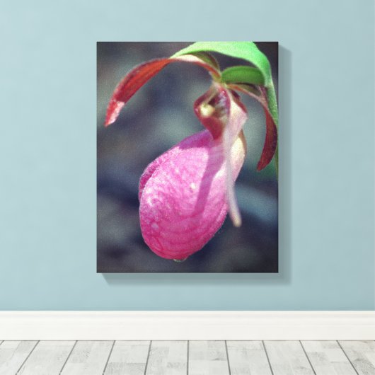 Roze Lady Slipper Orchid Raindrop Canvas Afdruk (Insitu (Houten vloer))