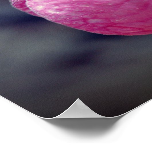 Roze Lady Slipper Orchid Raindrop Poster (Hoek)