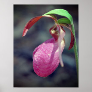 Roze Lady Slipper Orchid Raindrop Poster