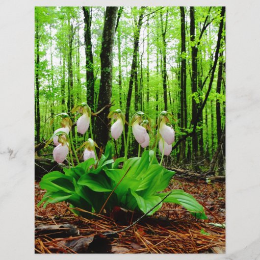 Roze Lady Slipper wild Orchid (Voorkant)